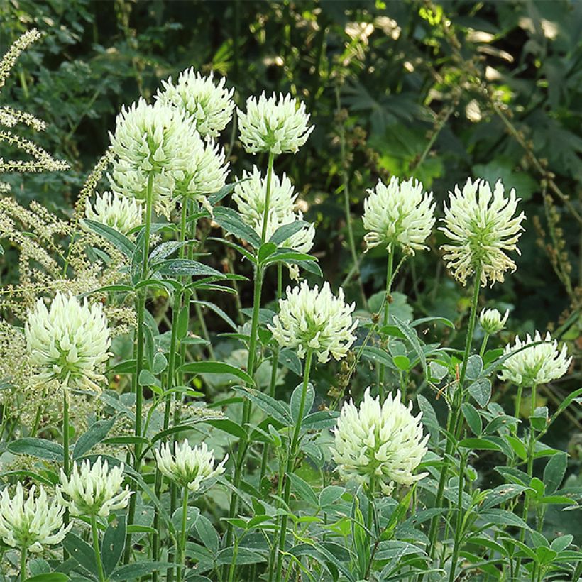 Trifolium ochroleucon - Trifoglio bianco-giallo (Fioritura)