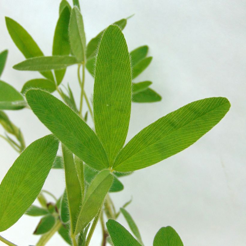 Trifolium ochroleucon - Trifoglio bianco-giallo (Fogliame)