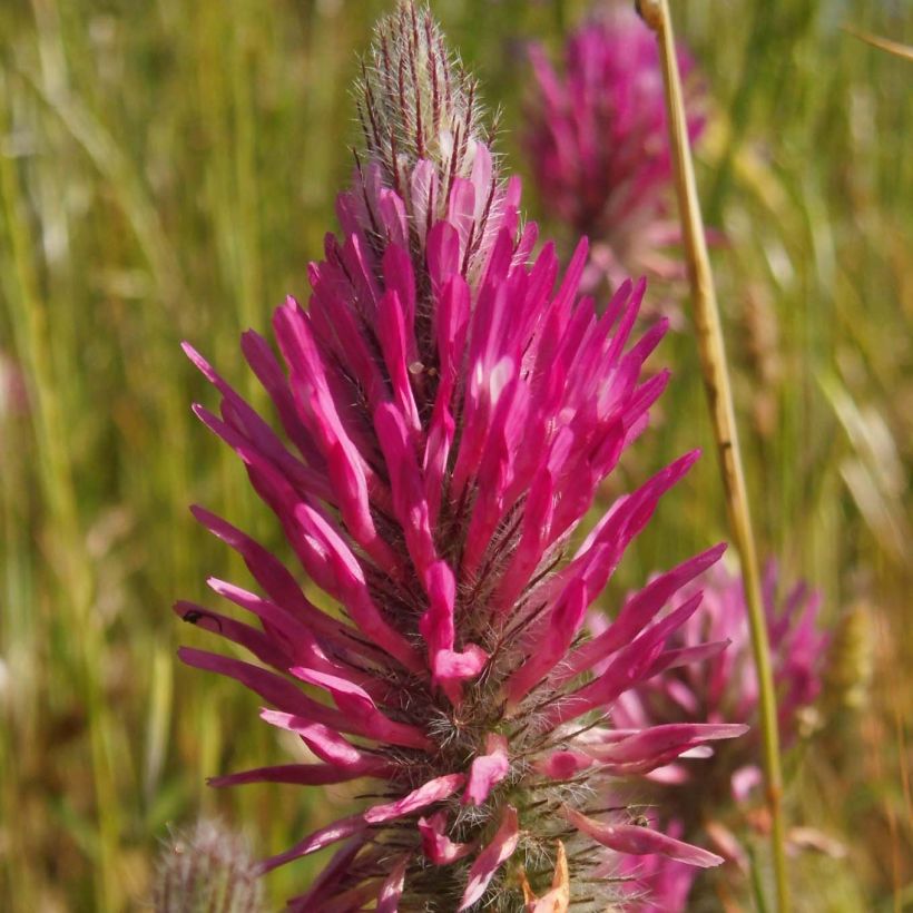 Trifolium rubens - Trifoglio rosseggiante (Fioritura)