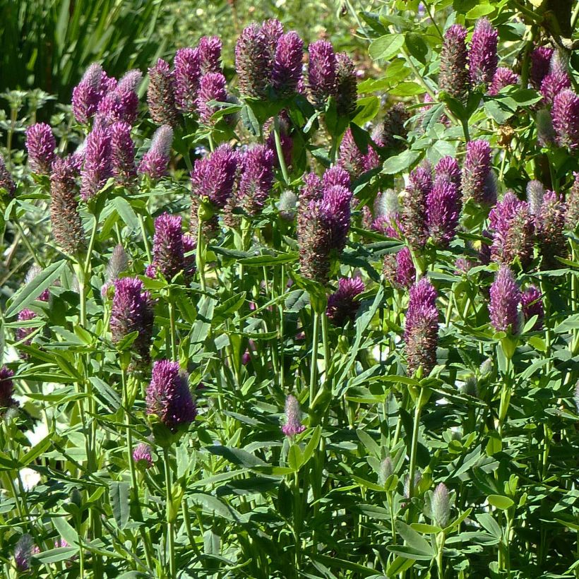 Trifolium rubens - Trifoglio rosseggiante (Porto)