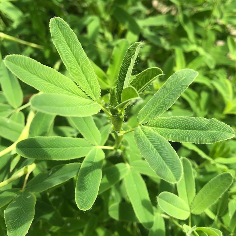 Trifolium rubens - Trifoglio rosseggiante (Fogliame)