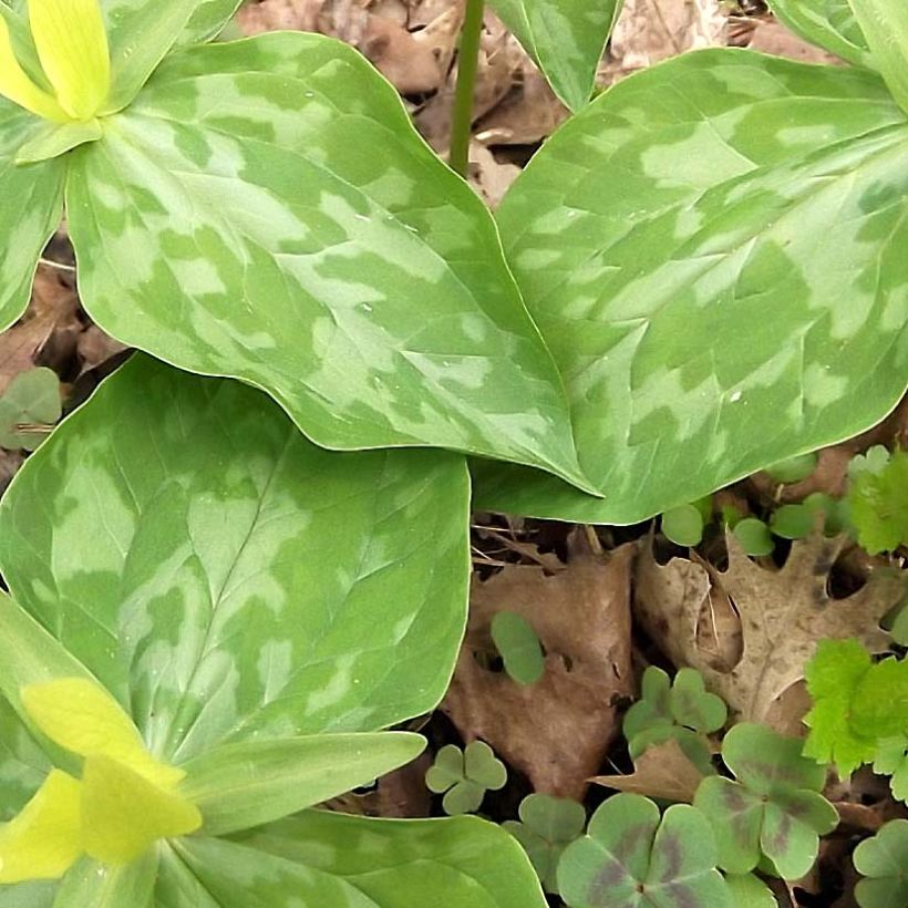 Trillium luteum (Fogliame)