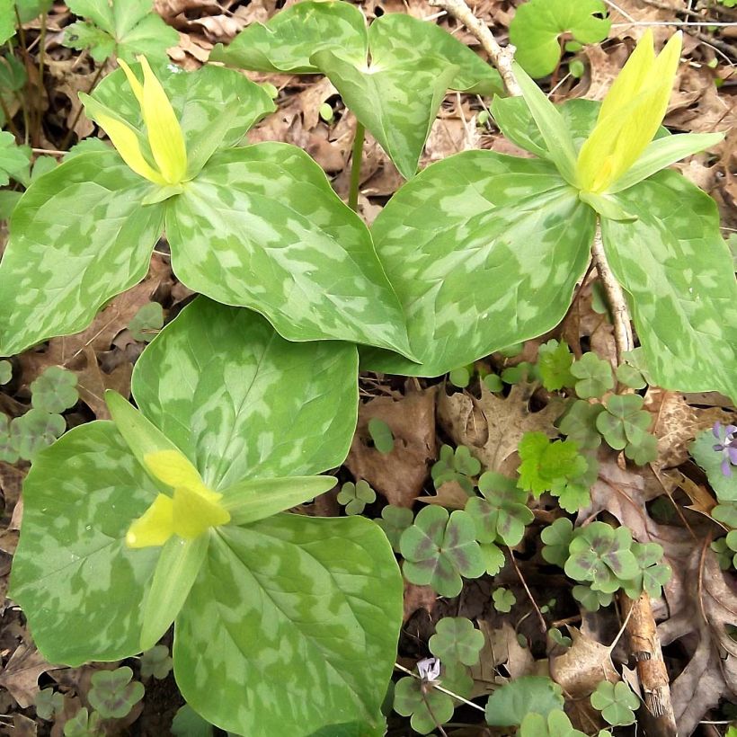 Trillium luteum (Porto)