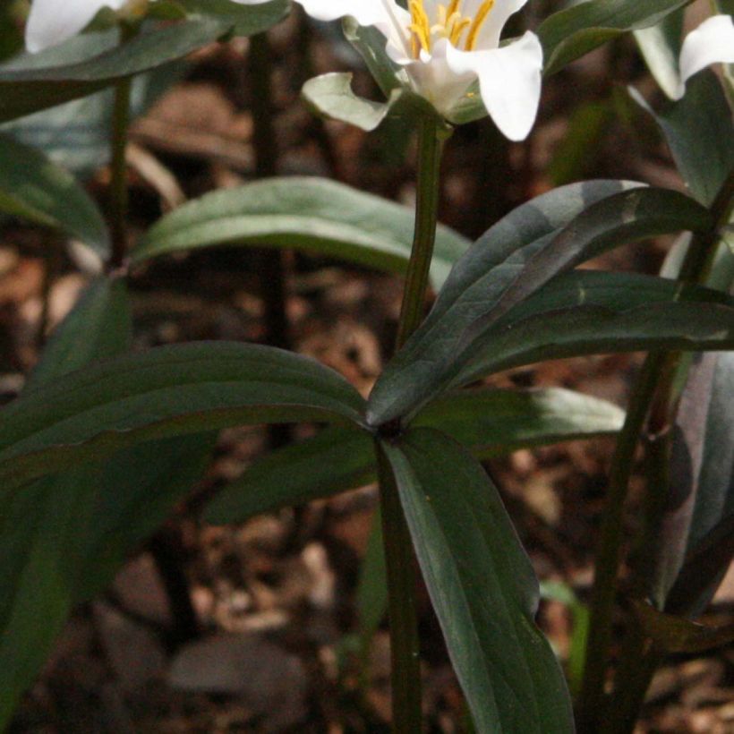 Trillium pusillum -Trille nain (Fogliame)