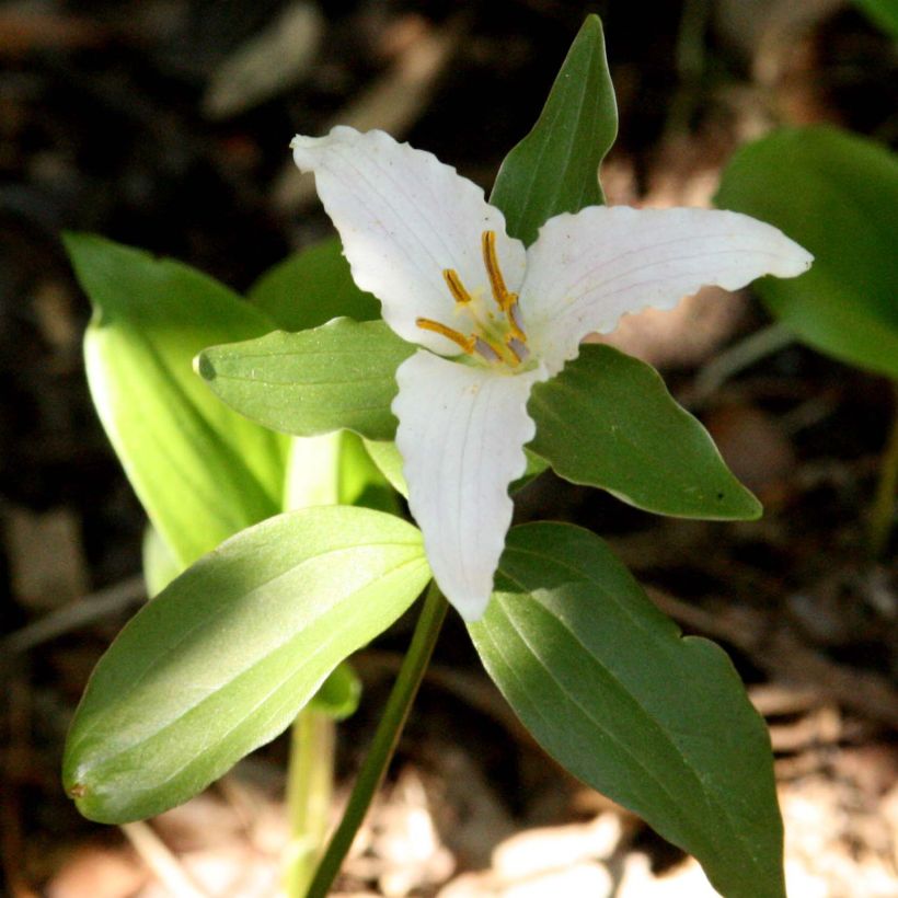 Trillium pusillum -Trille nain (Fioritura)