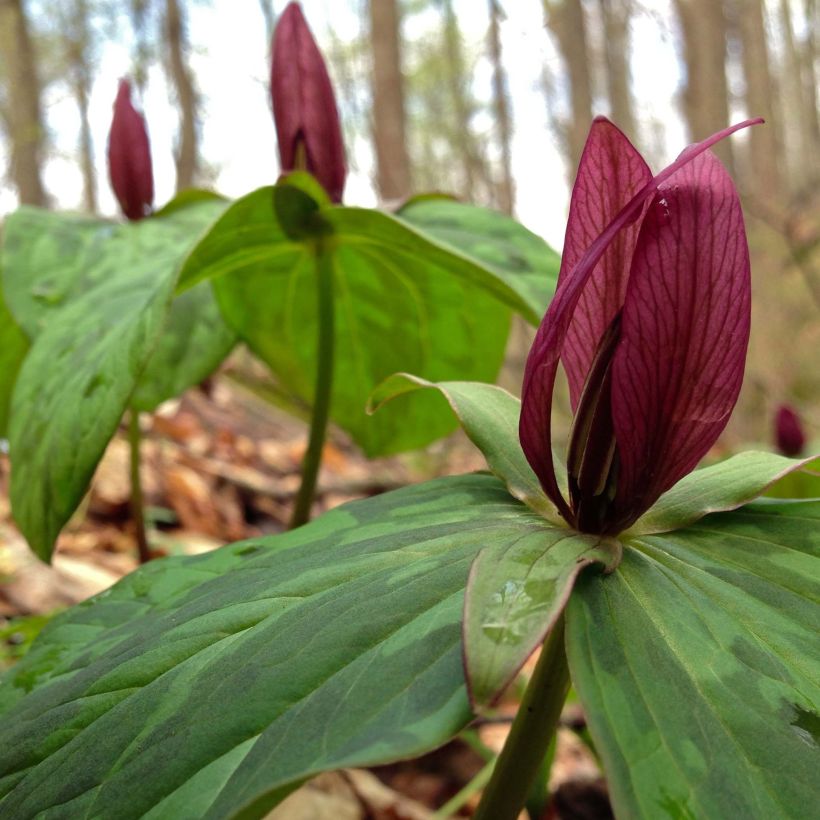 Trillium sessile (Fioritura)