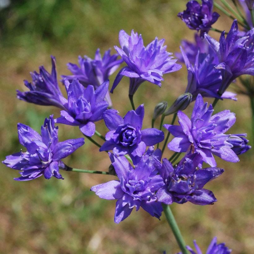 Triteleia Aquarius (Fioritura)