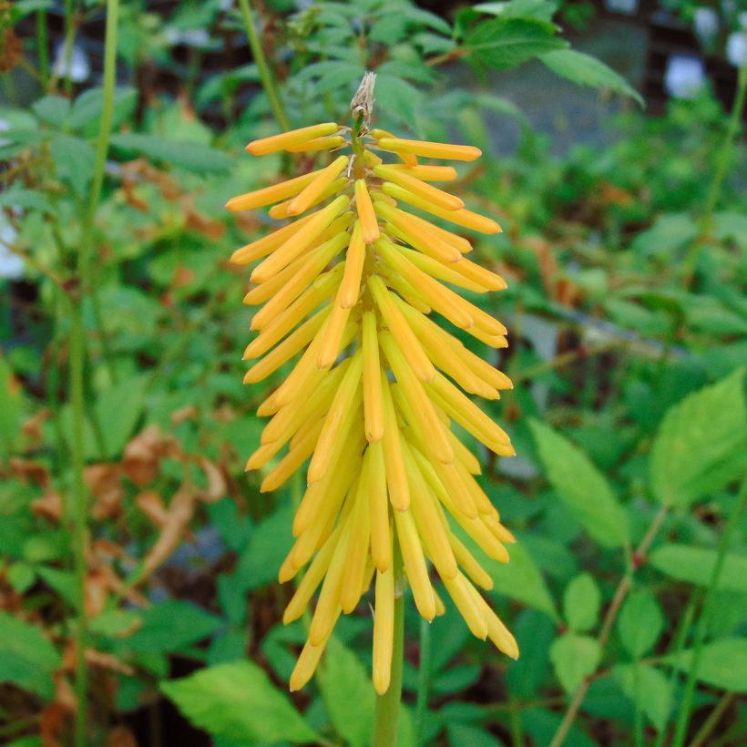 Kniphofia Mango Popsicle - Giglio della torcia (Fioritura)