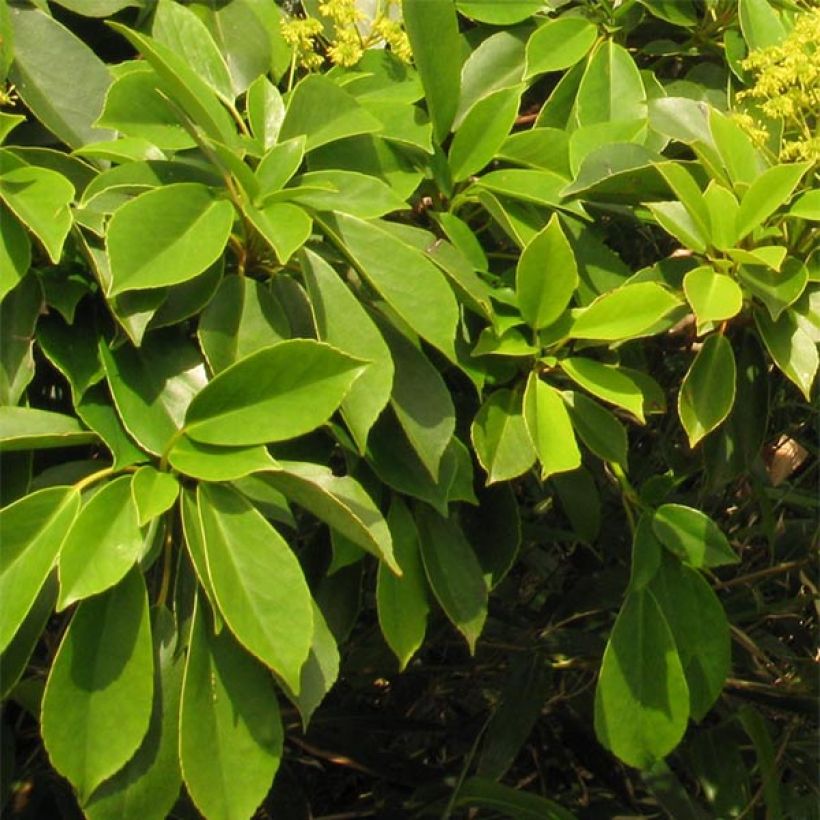 Trochodendron aralioides (Fogliame)