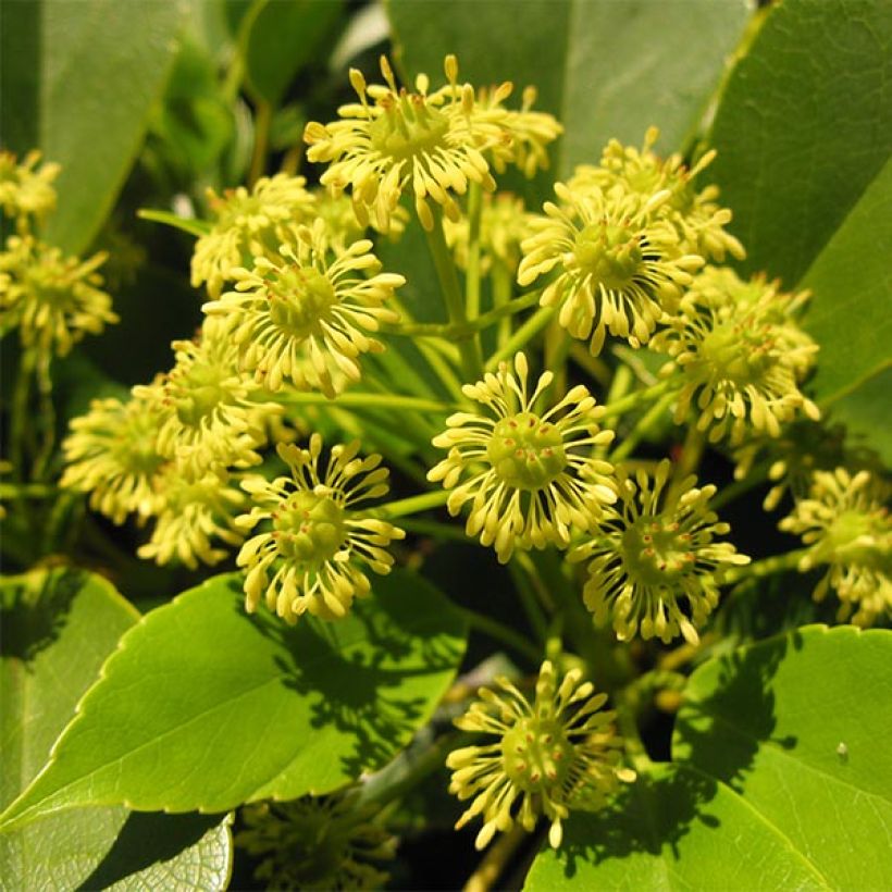 Trochodendron aralioides (Fioritura)