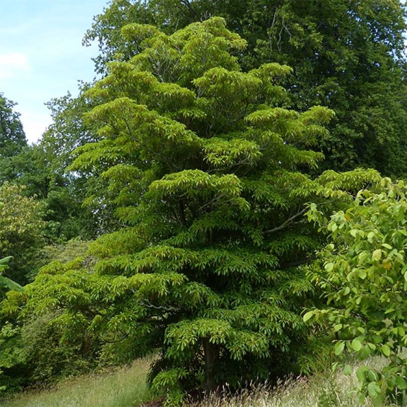 Trochodendron aralioides (Porto)