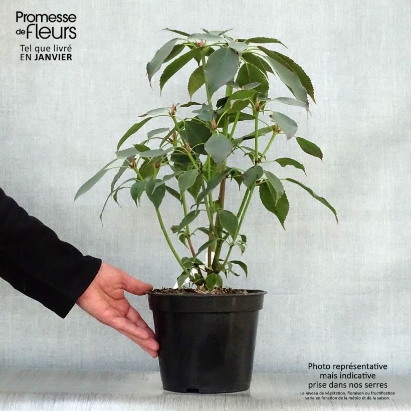 Trochodendron aralioides - Arbre aux roues Pot de 4L/5L esemplare consegnato in inverno