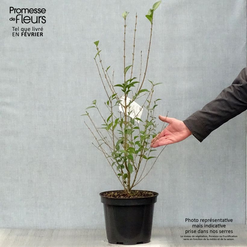 Troène - Ligustrum ovalifolium 100/125cm en pot de 10L esemplare consegnato in inverno