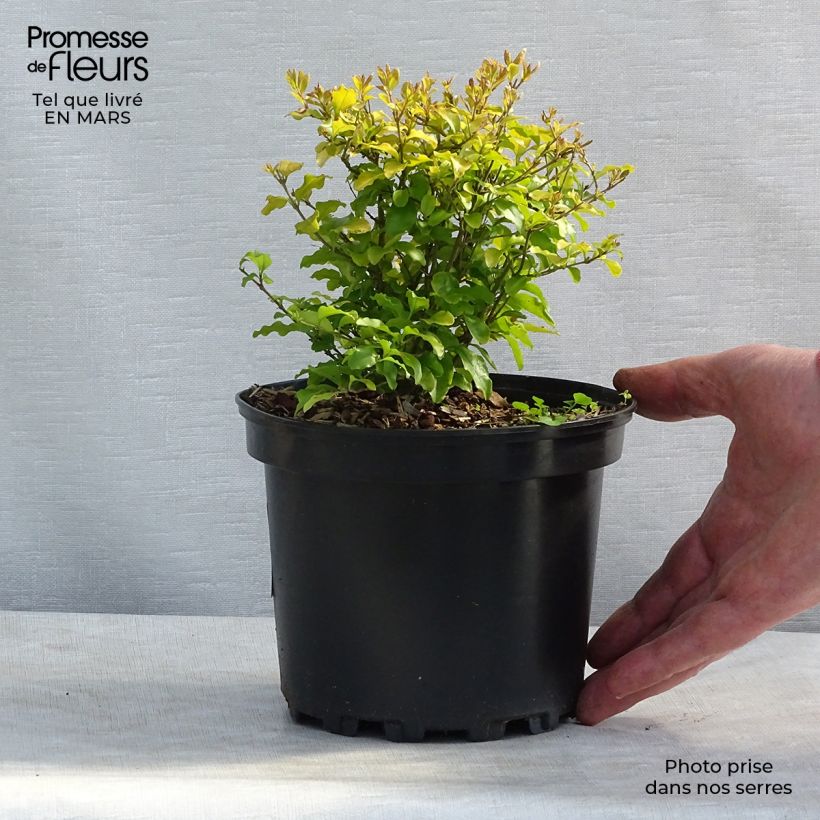 Troène de Californie Lemon Lime - Ligustrum ovalifolium  Pot de 2L/3L esemplare consegnato in inverno