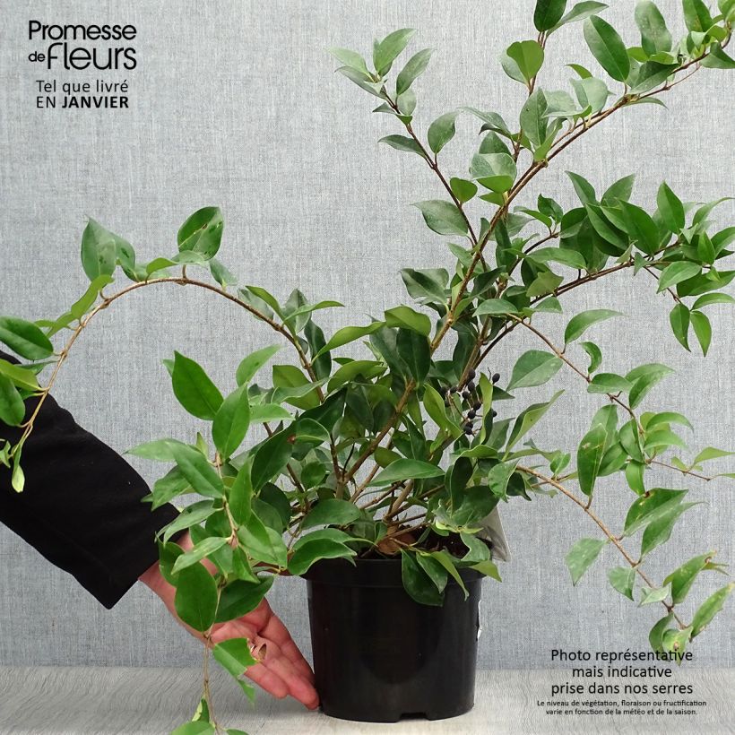 Troène de Chine - Ligustrum lucidum Pot de 2L/3L esemplare consegnato in inverno