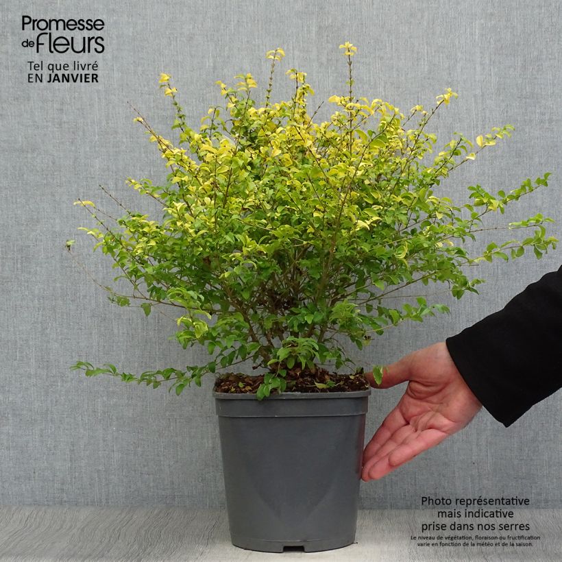 Troène de Chine - Ligustrum sinense Sunshine Pot de 4L esemplare consegnato in inverno