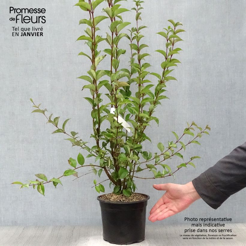 Troène du Japon - Ligustrum japonicum en 1.5L/2L esemplare consegnato in inverno