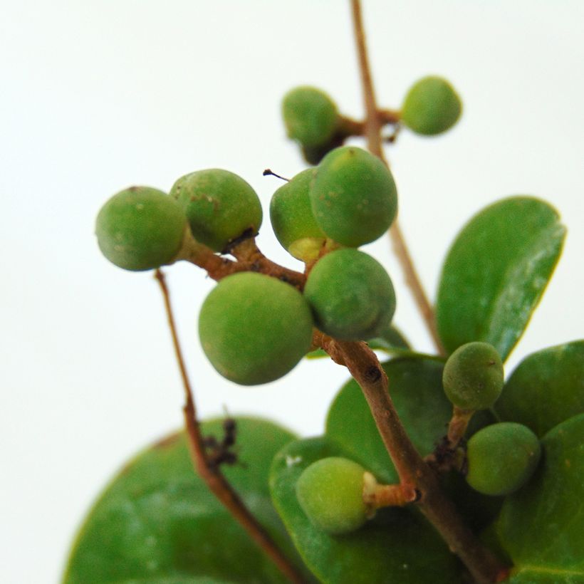 Ligustrum japonicum Rotundifolium - Ligustro giapponese (Raccolta)