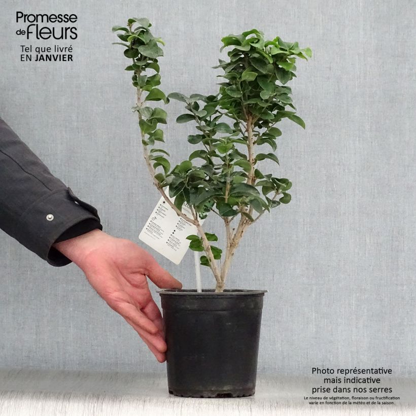 Troène du Japon - Ligustrum japonicum Rotundifolium Pot de 2L/3L esemplare consegnato in inverno