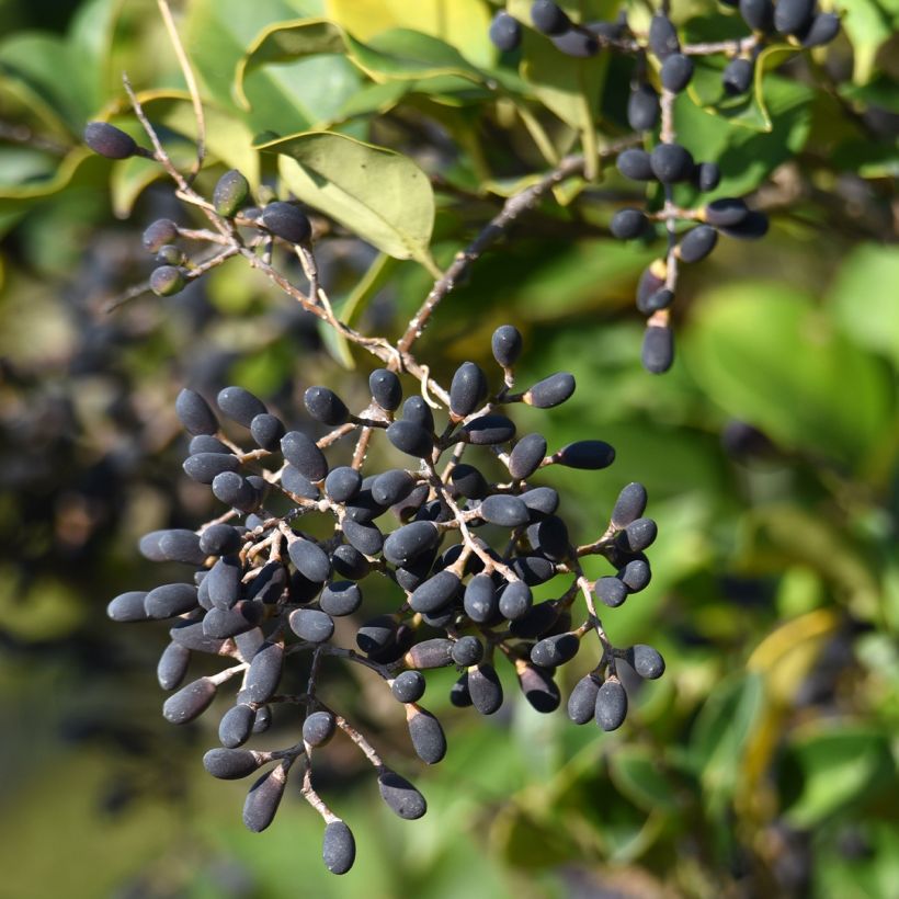 Ligustrum japonicum - Ligustro giapponese (Raccolta)