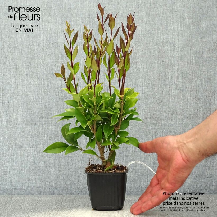 Troène du Japon - Ligustrum japonicum en godet de 9 cm esemplare consegnato in primavera