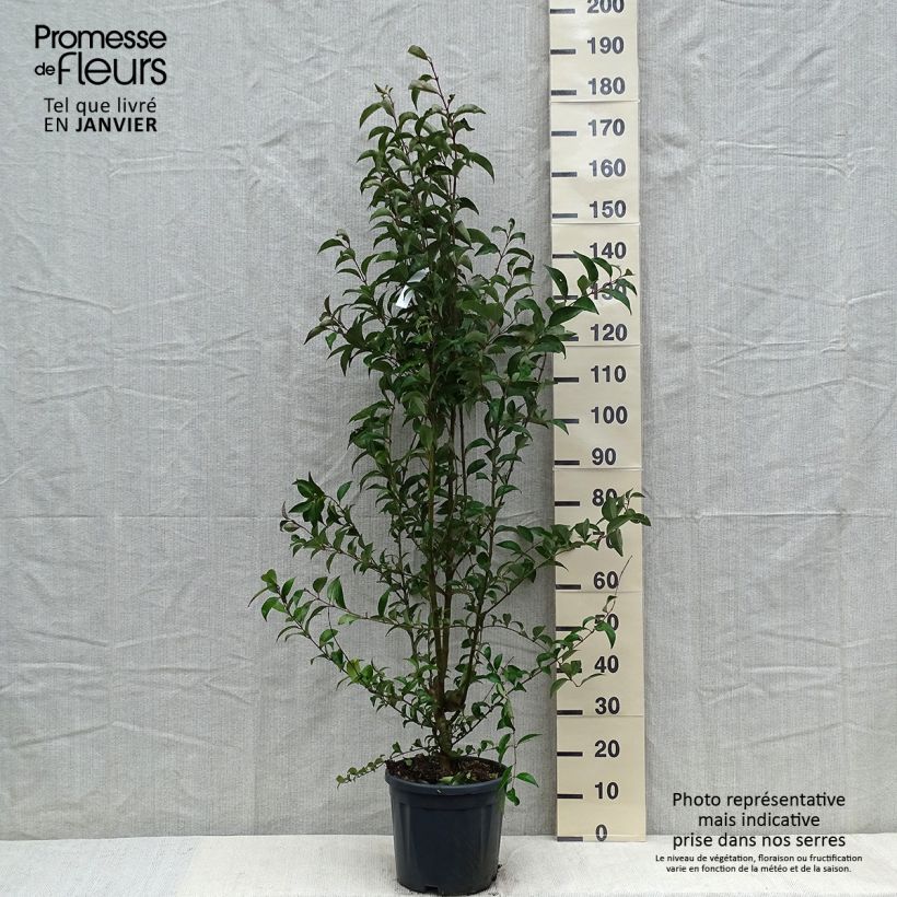 Troène du Japon - Ligustrum japonicum en pot de 7,5L/10L esemplare consegnato in inverno