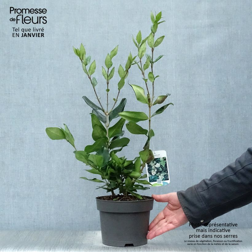 Troène du Texas - Ligustrum japonicum Texanum en pot de 3/4L esemplare consegnato in inverno