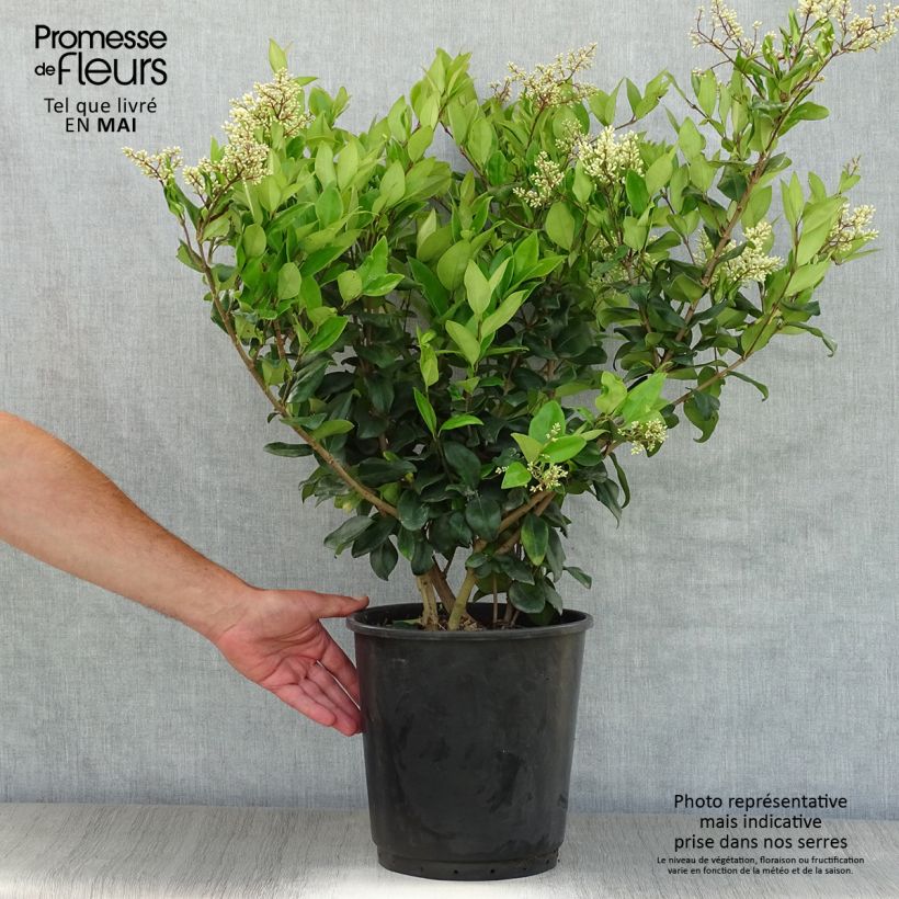 Troène du Texas - Ligustrum japonicum Texanum en pot de 7,5L/10L esemplare consegnato in primavera