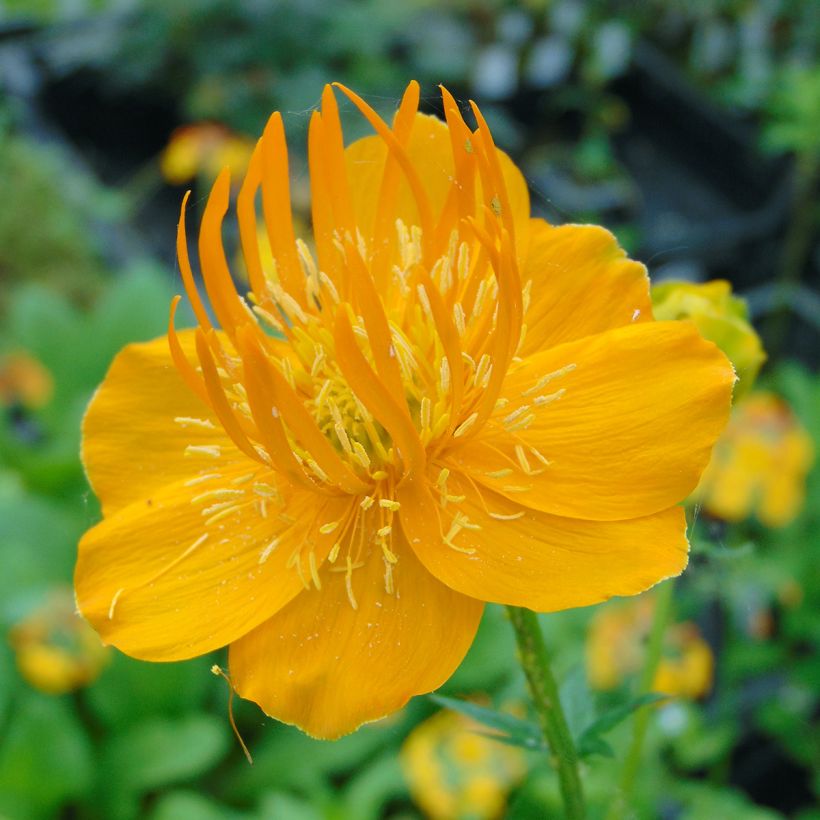 Trollius chinensis Golden Queen (Fioritura)