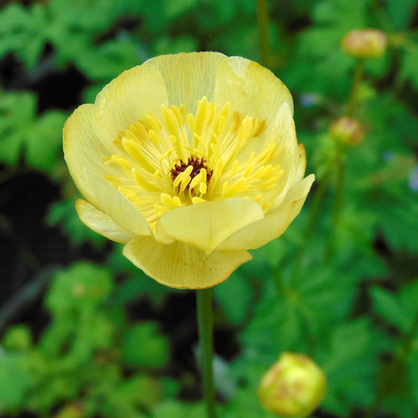 Trollius Cheddar (Fioritura)