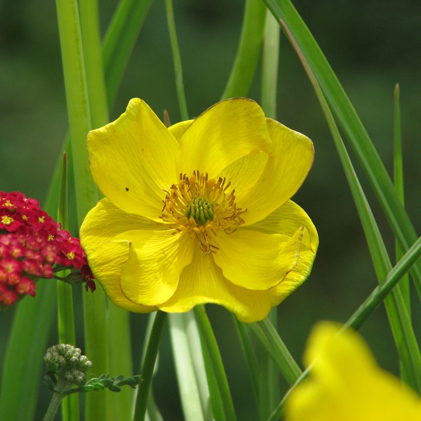 Trollius stenopetalus (Fioritura)