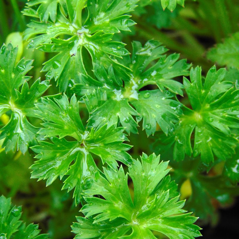 Trollius pumilus (Fogliame)