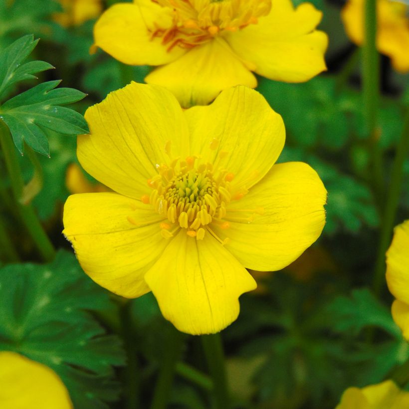 Trollius pumilus (Fioritura)