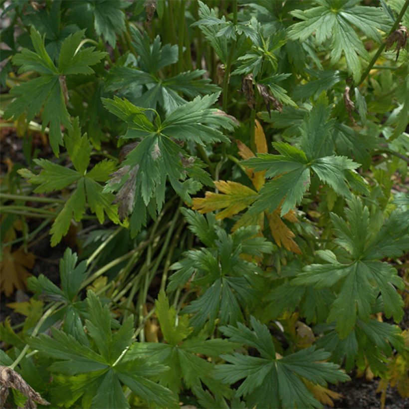 Trollius Alabaster (Fogliame)