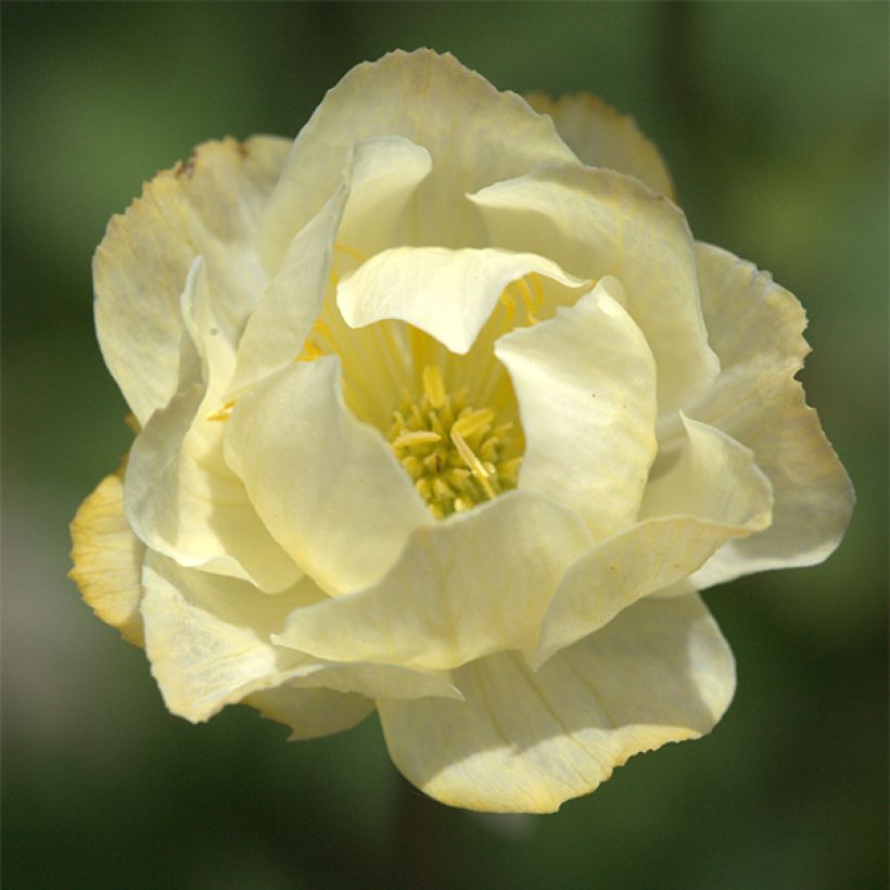 Trollius Alabaster (Fioritura)