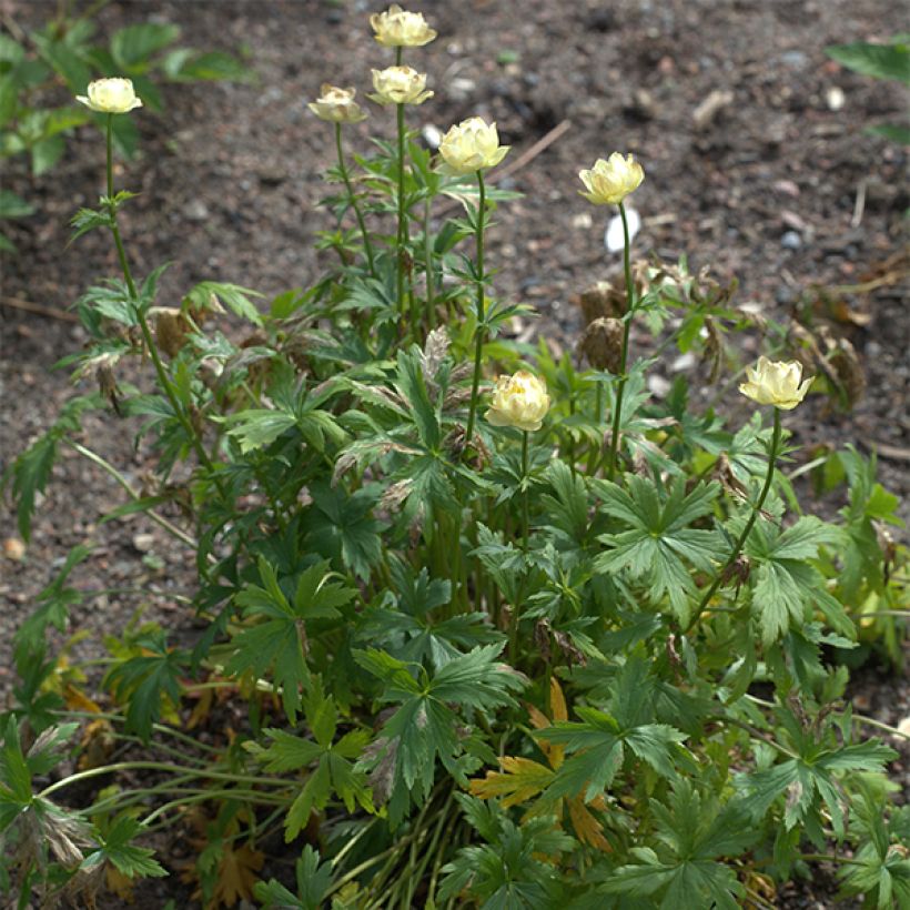 Trollius Alabaster (Porto)