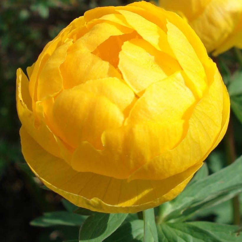 Trollius europaeus - Botton d'oro (Fioritura)