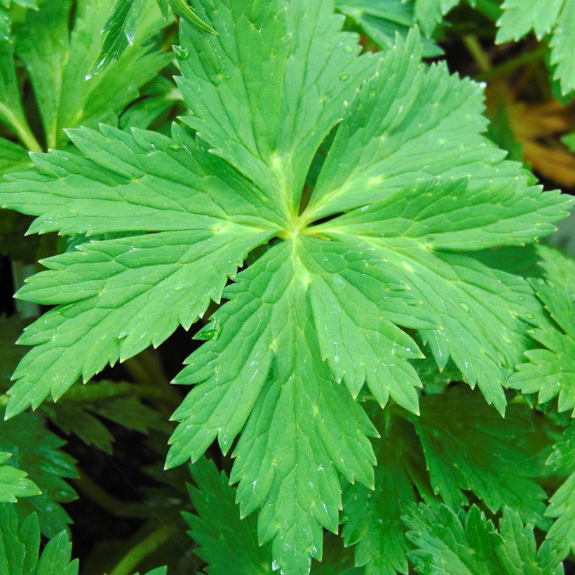 Trollius Lemon Queen (Fogliame)