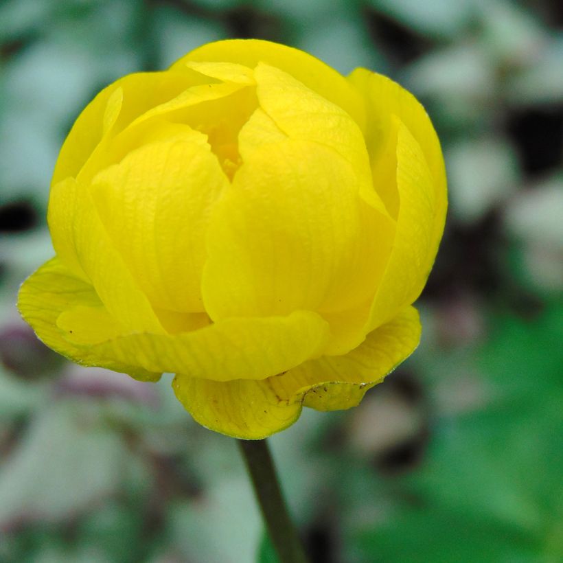 Trollius Lemon Queen (Fioritura)