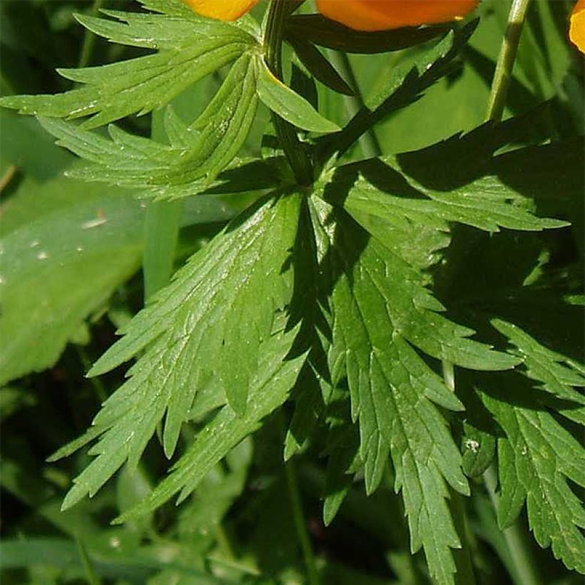 Trollius asiaticus (Fogliame)