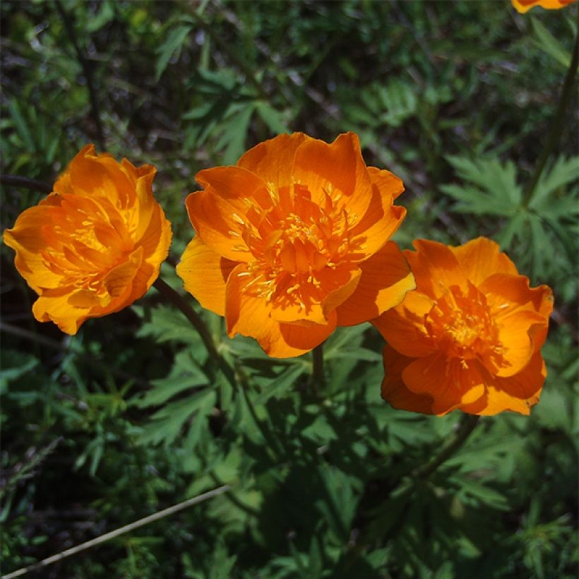 Trollius asiaticus (Fioritura)