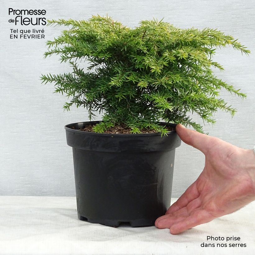 Tsuga canadensis Jeddeloh - Pot de 2/3L   esemplare consegnato in inverno