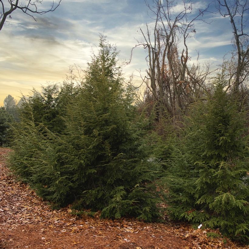 Tsuga canadensis (Porto)