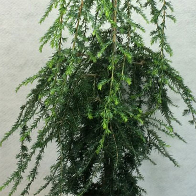 Tsuga canadensis Pendula (Fogliame)