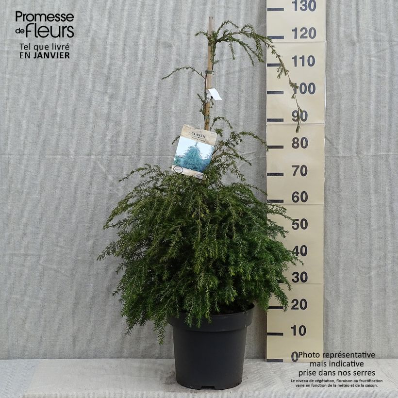 Tsuga canadensis - Pruche du Canada Pot de 3L esemplare consegnato in inverno