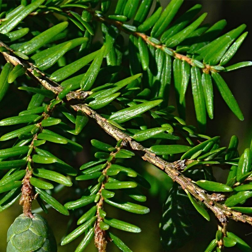 Tsuga canadensis (Fogliame)