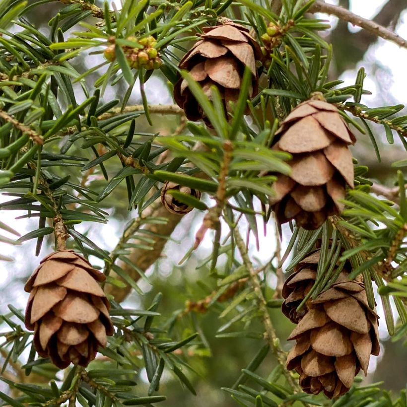 Tsuga canadensis (Raccolta)