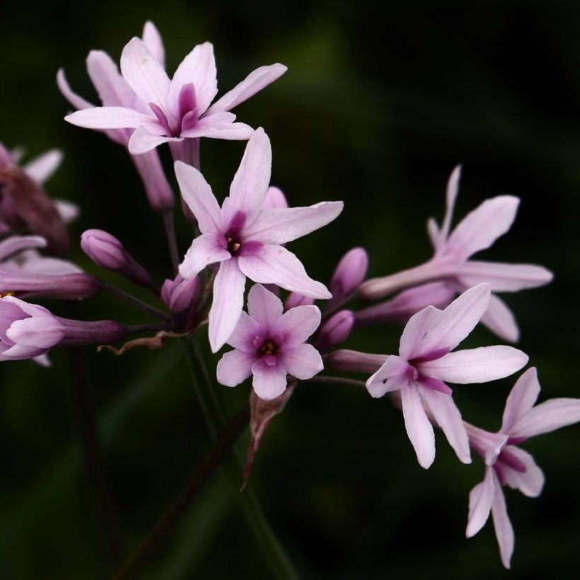 Tulbaghia violacea Purple Eye (Fioritura)