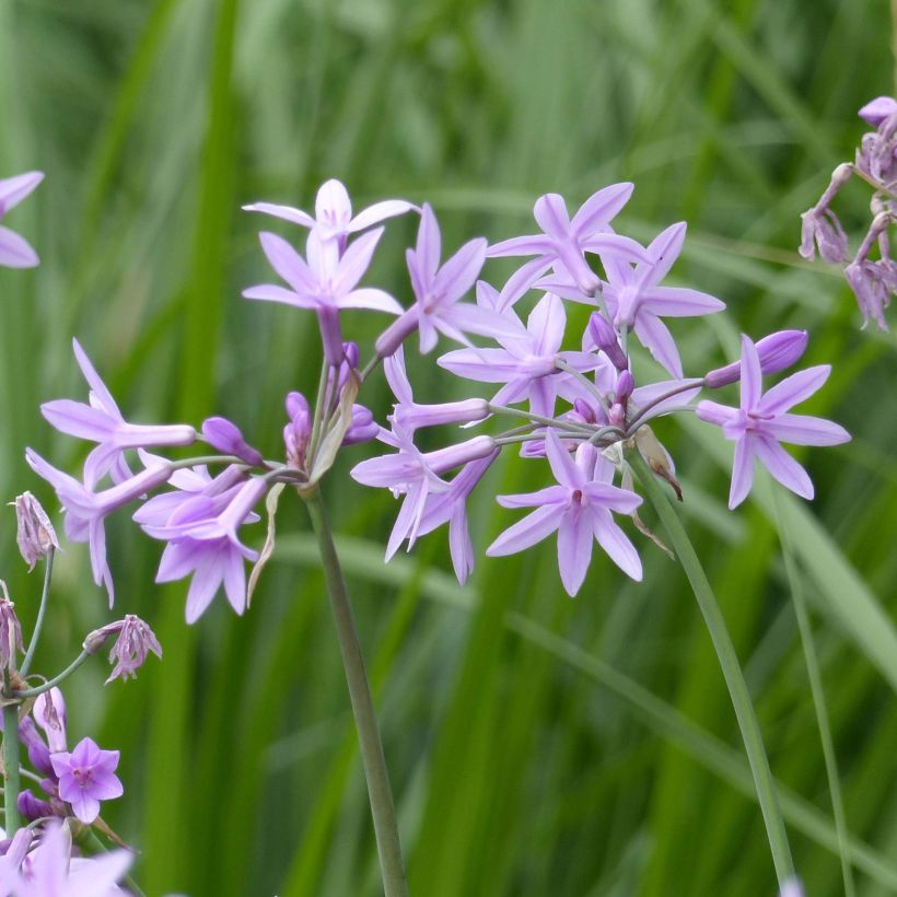 Tulbaghia violacea (Fioritura)