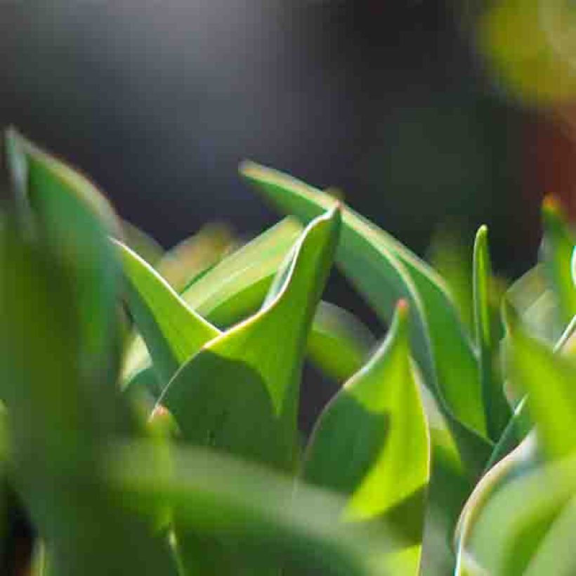 Tulipano Viridiflora Green River (Fogliame)